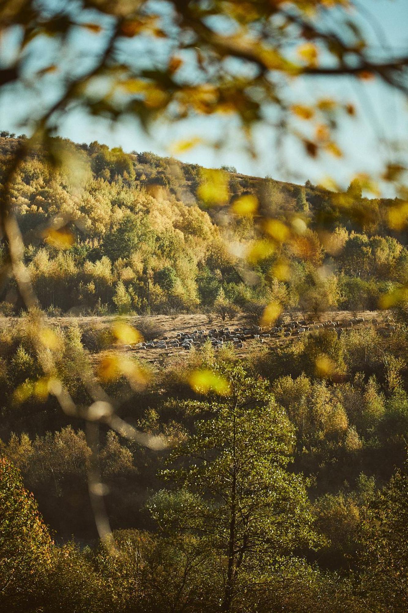 Scandinave Chalet Bran Zărneşti Εξωτερικό φωτογραφία